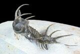 Alien Looking Ceratarges Trilobite - Top Quality #56543-4